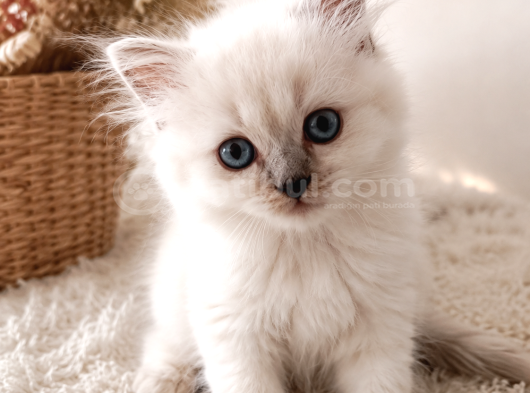 British Longhair Chocolate Point Yavrularımız görsel