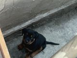 Yavru Rotweiler