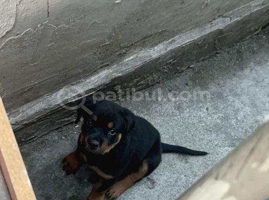 Yavru Rotweiler