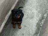 Yavru Rotweiler