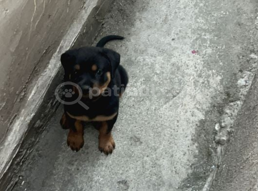 Yavru Rotweiler görsel