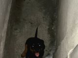 Yavru Rotweiler