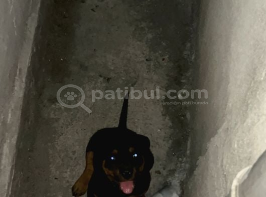 Yavru Rotweiler görsel