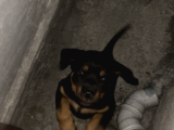 Yavru Rotweiler