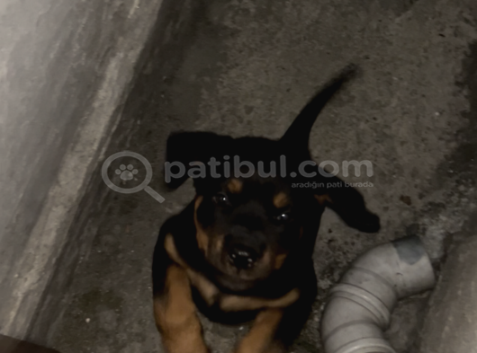 Yavru Rotweiler görsel