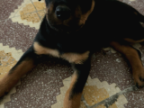 Yavru Rotweiler