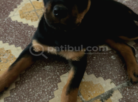 Yavru Rotweiler görsel