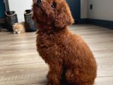 Micro Boy Toy Poodle Kızımız Yeni Yuvasını Arıyor İstanbul Poodle