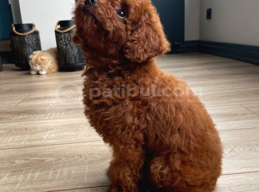 Micro Boy Toy Poodle Kızımız Yeni Yuvasını Arıyor İstanbul Poodle görsel