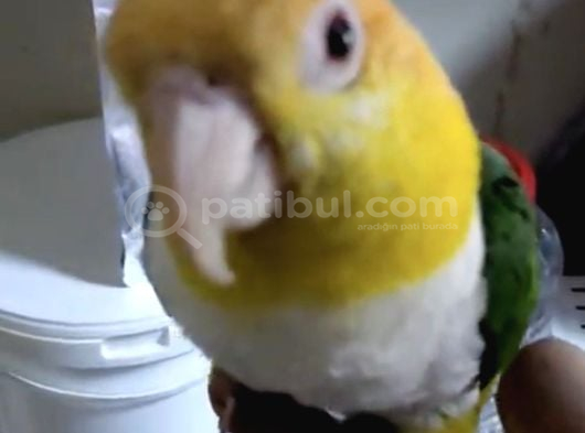 Portakal Kafa Kayık Papağanı görsel
