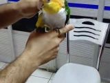 Portakal Kafa Kayık Papağanı