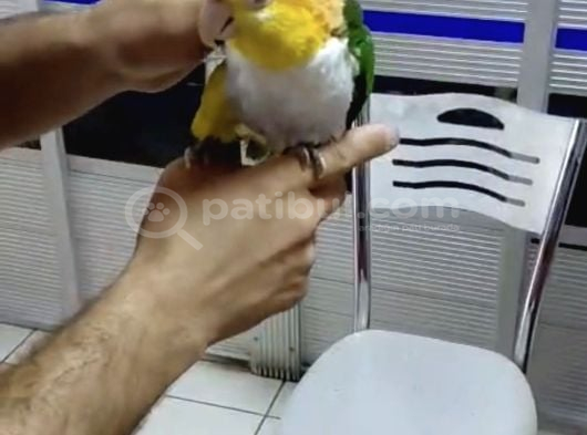Portakal Kafa Kayık Papağanı görsel