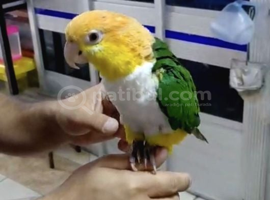 Portakal Kafa Kayık Papağanı