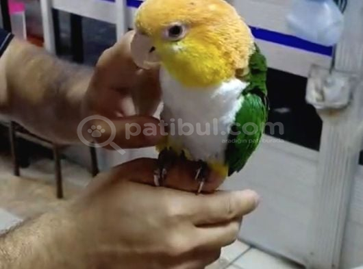 Portakal Kafa Kayık Papağanı görsel