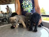 Safkan A Kalite Cane Corso 4 Adet Dişi