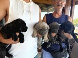Safkan A Kalite Cane Corso 4 Adet Dişi