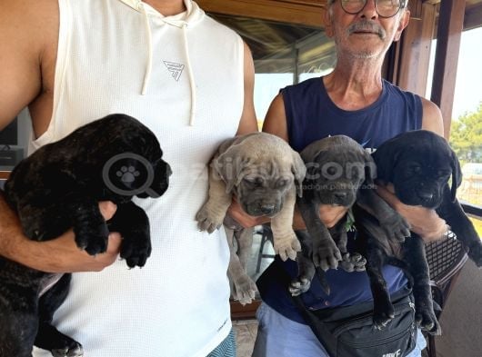 Safkan A Kalite Cane Corso 4 Adet Dişi görsel