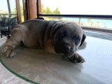 Safkan A Kalite Cane Corso 4 Adet Dişi