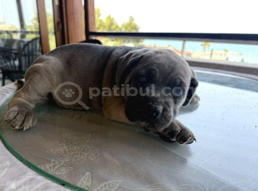 Safkan A Kalite Cane Corso 4 Adet Dişi