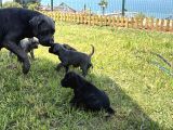 Safkan A Kalite Cane Corso 4 Adet Dişi