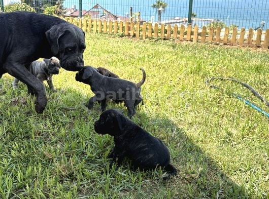Safkan A Kalite Cane Corso 4 Adet Dişi görsel