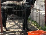 Safkan A Kalite Cane Corso 4 Adet Dişi