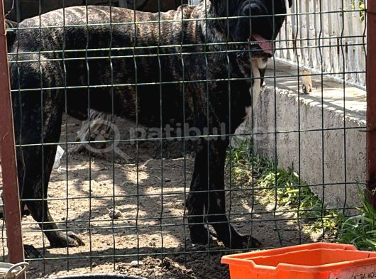 Safkan A Kalite Cane Corso 4 Adet Dişi görsel