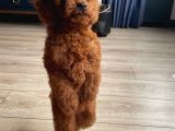 Micro Boy Toy Poodle Kızımız Yeni Yuvasını Arıyor İstanbul Poodle