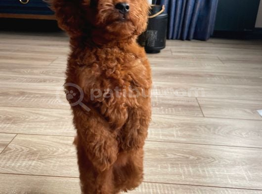 Micro Boy Toy Poodle Kızımız Yeni Yuvasını Arıyor İstanbul Poodle görsel