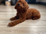 Micro Boy Toy Poodle Kızımız Yeni Yuvasını Arıyor İstanbul Poodle
