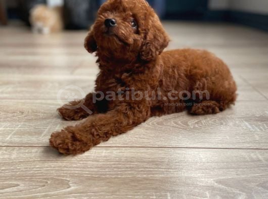 Micro Boy Toy Poodle Kızımız Yeni Yuvasını Arıyor İstanbul Poodle görsel