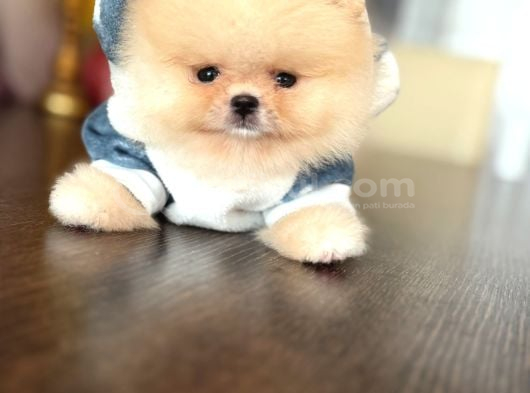 Bal Gi̇bi̇ Mi̇ni̇ Boy Ayicik görsel