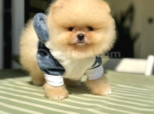 Bal Gi̇bi̇ Mi̇ni̇ Boy Ayicik görsel