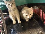 Çok Güzel Cana Yakın British Shorthair Yavrularımız