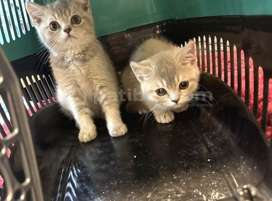 Çok Güzel Cana Yakın British Shorthair Yavrularımız görsel