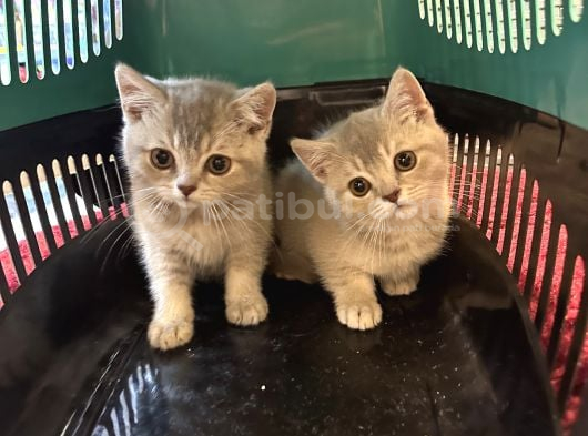 Çok Güzel Cana Yakın British Shorthair Yavrularımız görsel