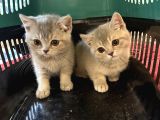Çok Güzel Cana Yakın British Shorthair Yavrularımız
