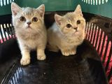 Çok Güzel Cana Yakın British Shorthair Yavrularımız