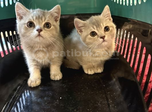 Çok güzel cana yakın british shorthair yavrularımız