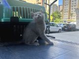 Çok Oyuncu Top Surat British Shorthair Yavrumuz
