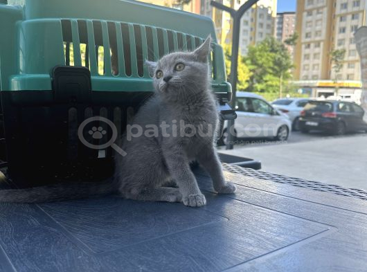 Çok Oyuncu Top Surat British Shorthair Yavrumuz görsel