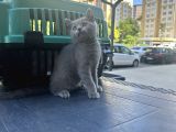 Çok Oyuncu Top Surat British Shorthair Yavrumuz