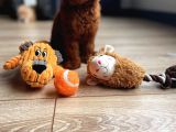 Micro Boy Toy Poodle Kızımız Yeni Yuvasını Arıyor İstanbul Poodle