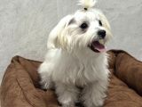 5 Buçuk Aylık Safkan Maltipo Erkek Acilll İzmir Maltipoo