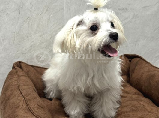 5 buçuk aylık Safkan Maltipo Erkek Acilll İzmir Maltipoo