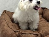 5 Buçuk Aylık Safkan Maltipo Erkek Acilll İzmir Maltipoo