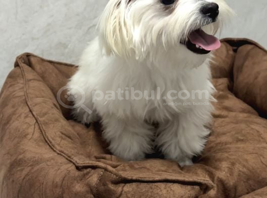 5 Buçuk Aylık Safkan Maltipo Erkek Acilll İzmir Maltipoo görsel