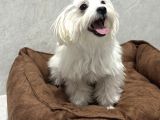 5 Buçuk Aylık Safkan Maltipo Erkek Acilll İzmir Maltipoo