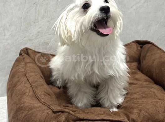 5 Buçuk Aylık Safkan Maltipo Erkek Acilll İzmir Maltipoo görsel