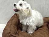 5 Buçuk Aylık Safkan Maltipo Erkek Acilll İzmir Maltipoo